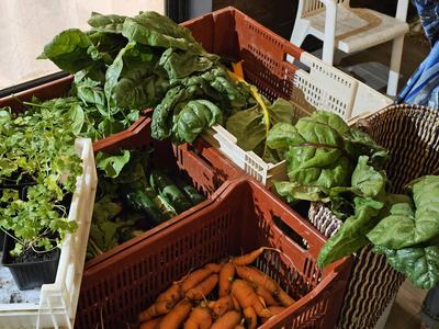 Cagettes de blettes et de carottes bio prêtes pour la distribution